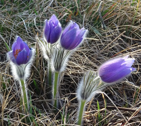 Pulsatilas around Třebíč