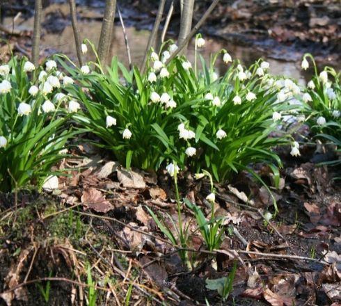 Spring Snowflake