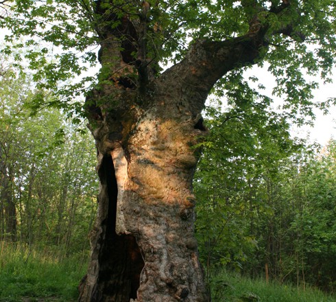 Great Maple Tree