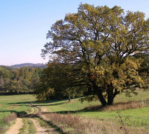 Račerovice Circle