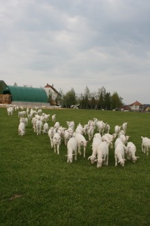 Ratibořice