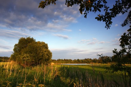 Malý bor