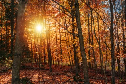 Les na stezce na Pekelný kopec Třebíč